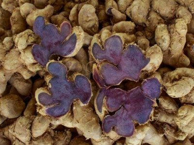 500g Black Ginger, KAEMPFERIA PARVIFLORA Plant Thai Herbs, Krachai Dam