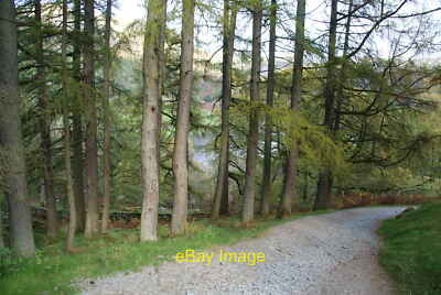 Photo 12x8 Trees near Rydal Caves Ambleside This is the path from the high c2010