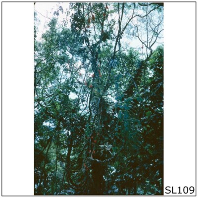 PNG #9 Photographic 35mm 1973 Film Slide (SL109)