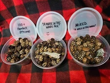 Approx 100 pc Small Hemlock pinecones or pinecone mix for crafts, resin, decor