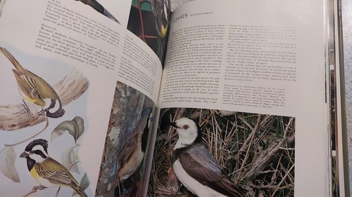 Every Australian Bird Illustrated Large Hardcover Bird Watching Guide 1975 Book - Picture 11 of 13