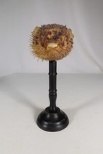 ANCIEN DIODON POISSON LUNE SOCLE BOIS TOURNE CABINET CURIOSITE DECORATION