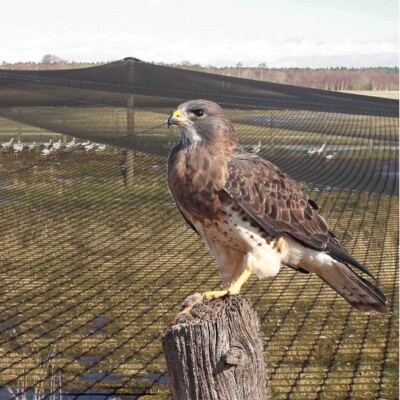 Greifvogel Schutznetz | extra stark 1,5mm | Masche 10cm | 4m x 5m