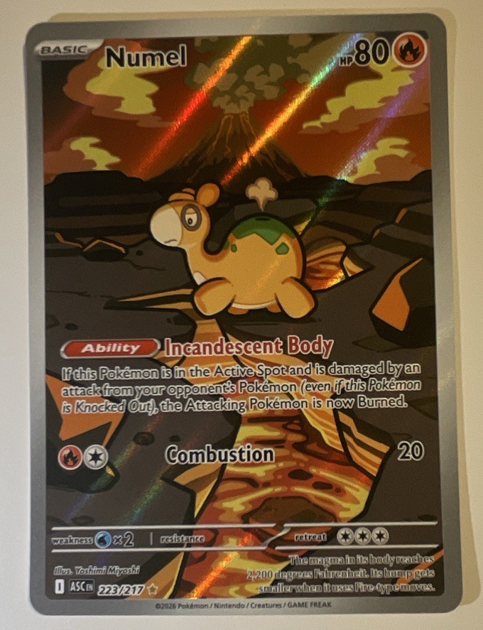Numel 223/217 Illustration Rare Ascended Heroes Pokemon TCG NM
