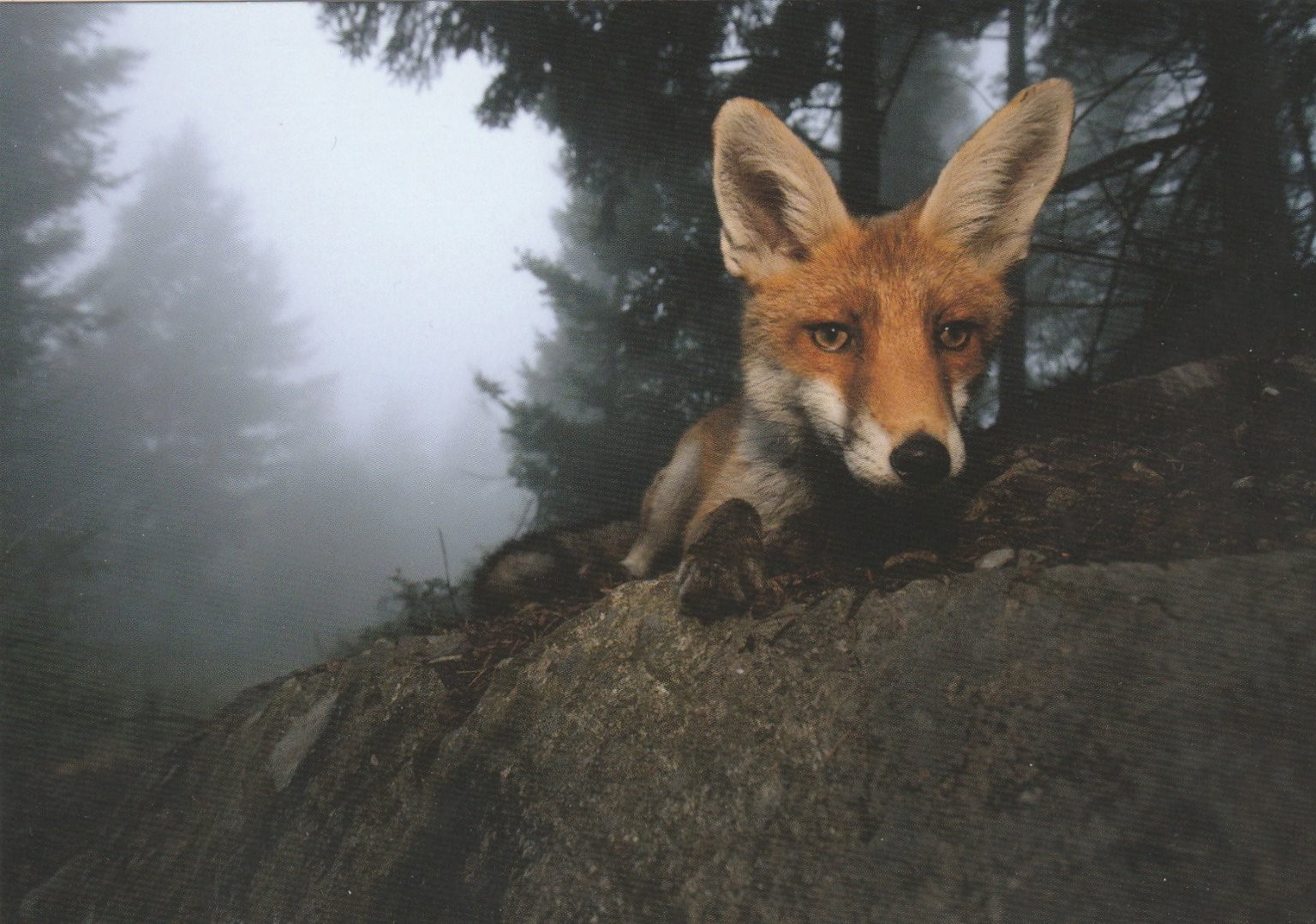 Wildlife Photographer of the Year Postcard TRUST Fox Klaus Echle DS365