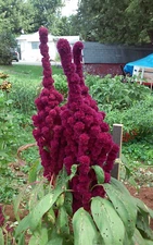 Elephant Head Amaranth  HEIRLOOM  4-5 FT TALL - COMB. S/H  SEE OUR STORE