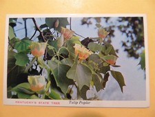 Kentucky vintage postcard Tulip Poplar state tree