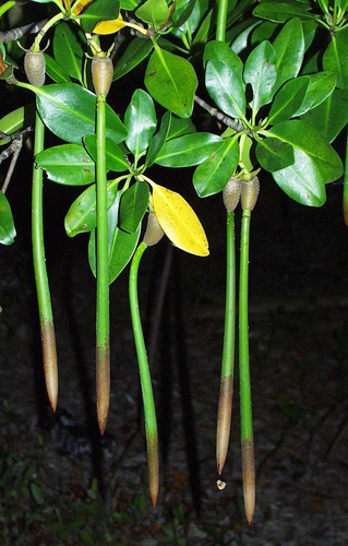 Red Mangrove Plants 10" Long X 5 Filters Nitrates And Phosphates