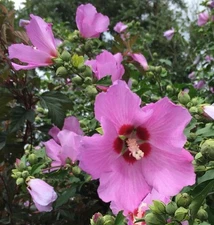ROSE OF SHARON Purple/Lavender Hibiscus Syriacus SEEDS (Qty:25) NC Organic
