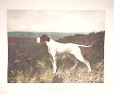 Stampa incisione calcografia acquarello cani pointer cm 80,5x69