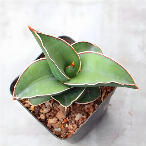 5-7CM 1PCS Succulent Live Plant Sansevieria‘Samurai Dwarf’ Beautiful Rare Cactus - Picture 2 of 6
