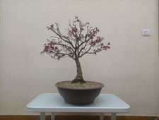 BONSAI ACERO PALMATO YAMAMOJI🪬🪬🪬