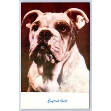 English Bull Dog pet animal portrait Standard Arts VTG vertical Postcard 00706