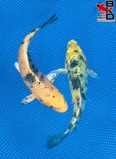 (2) 6" (KI BEKKO & KIN KI BEKKO) Live Koi Fish Garden Pond 10/16