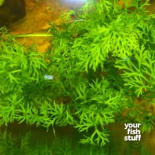Watersprite (Lace Leaf Fern) Live Aquarium Plants *BUY 1 GET 1 at 50%* BARE ROOT
