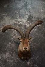 Iberian Spanish Ibex Taxidermy Shoulder Mount SKU 1602