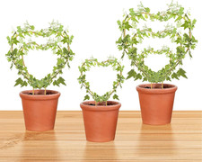 Hoya Trellis 3 Size Indoor Plants Flower Support Stakes round or Heart Metal Tre