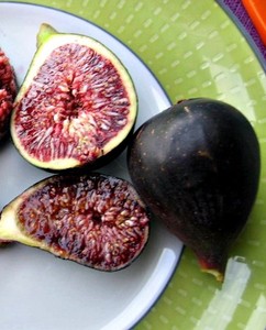 Fig-cuttings-034-Galicia-Negra-034-Rare-Spanish-variety-with-purple-pulp