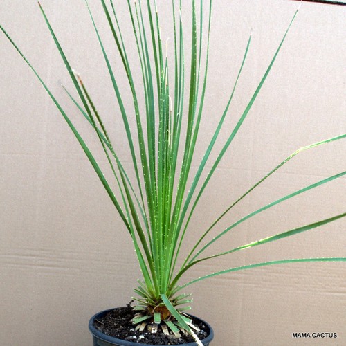 A899 DASYLIRION SERRATIFOLIUM olla 20 cm H 6 cm W 5,5 cm MaMa Cactus - Imagen 4 de 5