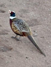 Pheasant Hatching Eggs 12 Pack