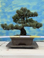 Joe Bonsai Mädchenkiefer Kiefer Pinus pentaphylla  Schale China Antik Pine Pinus