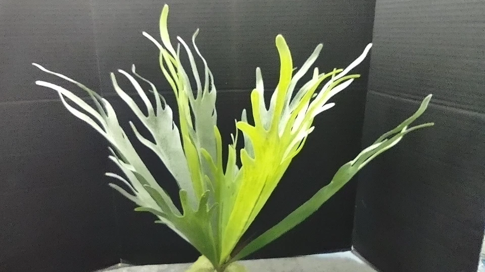 18" Artificial staghorn fern - Image 4 of 4