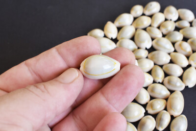 100 Small Ringtop Cowrie Shells (1/2 - 1'')  Coastal Arts, Crafts and Decorating