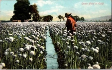 Postcard Onion Field in Calif. Anaheim