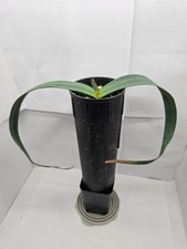 Welwitschia mirabilis - 1 year old seedling