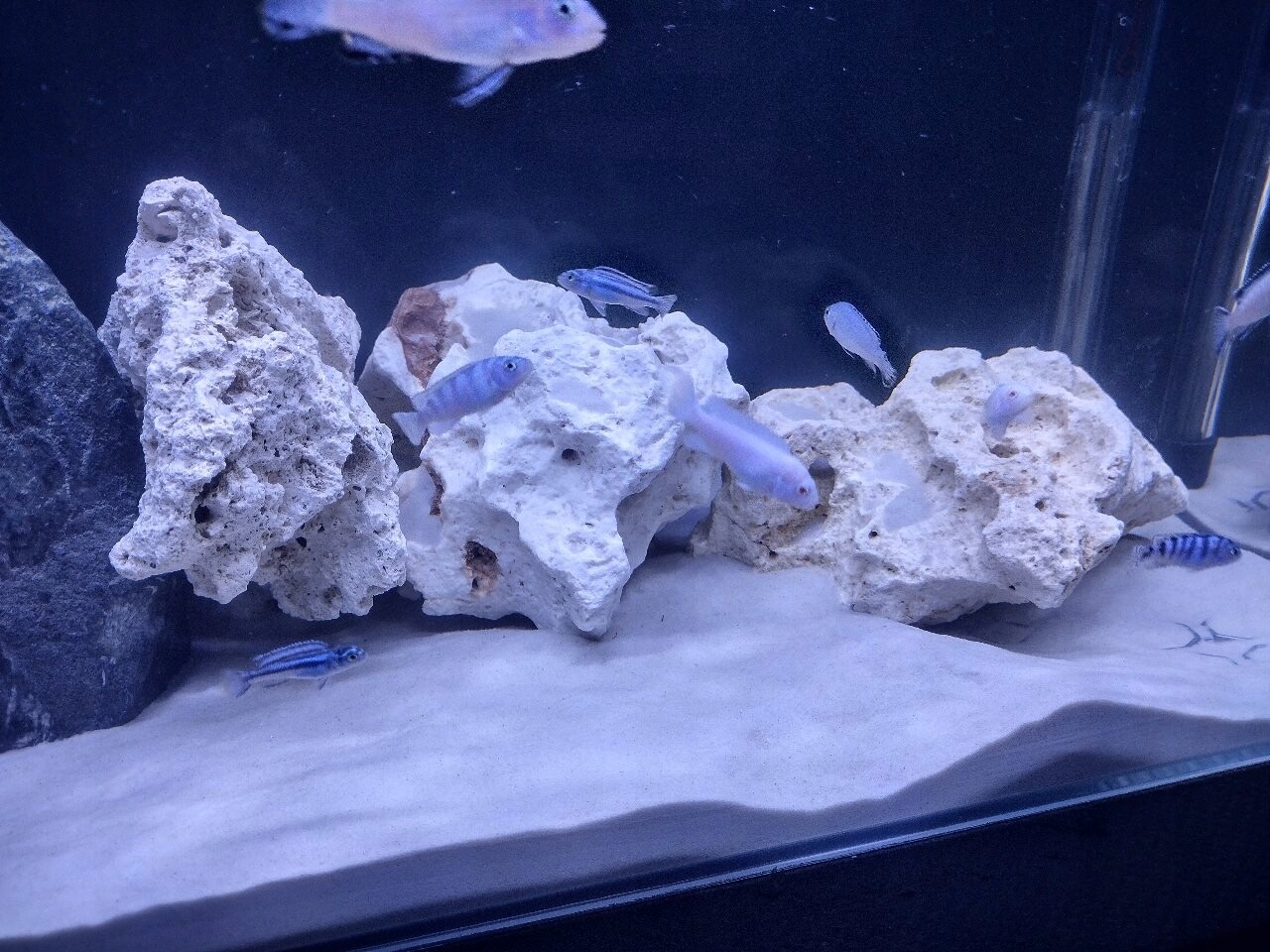 Aquarium Sand Natural White Silica for Fish Tank 0,51mm + FREE WOOD