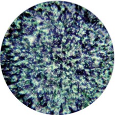 Rosco Stippled - Blue Green Lavender Gobo 55007 - X24 Size - Colorizer Gobo
