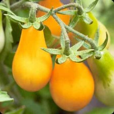 50+ YELLOW PEAR TOMATO SEEDS HEIRLOOM NON GMO Free Shipping #43
