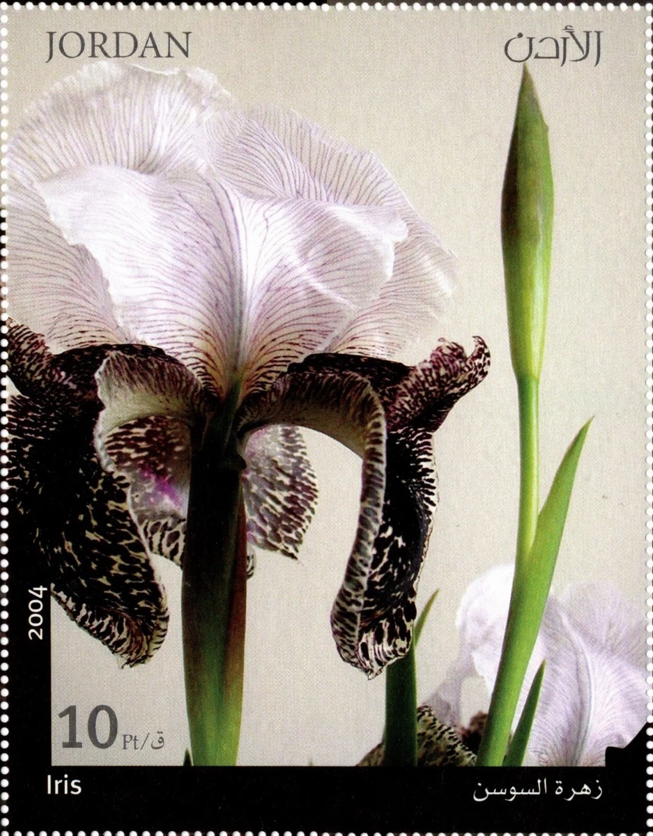 National Flower Of Jordan Best Flower Site