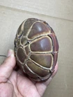 582g beautiful Natural tortoise back pattern stone Moire stone Specimen