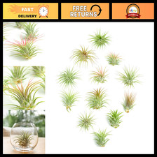 Assorted Mini Live Air Plants - Ionantha Tillandsia, Low Maintenance Indoor Deco