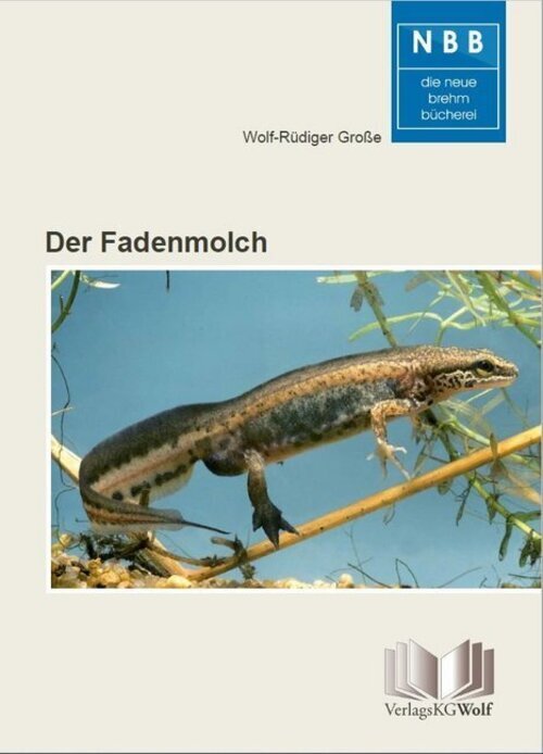 Thumbnail - Der Fadenmolch Lissotriton Helveticus Wolf-rüdiger Große Taschenbuch