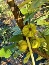200 variétés et plus de figuier , boutures