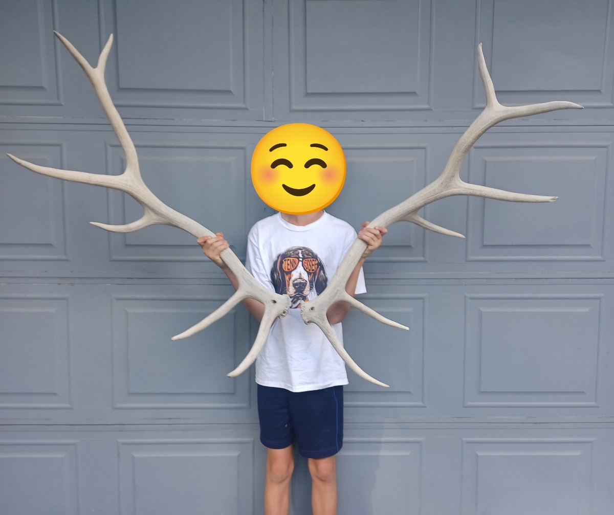 Elk Antlers Matching Set 6x6 Naturally Shed Large Wild Colorado