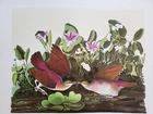Audubon M Bernard Loates LTD ED Lithograph Key West Quail Dove Signed & Numbered