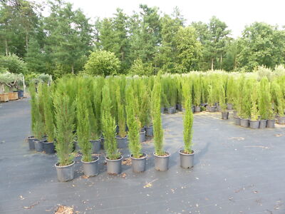1x Mittelmeerzypresse 180 cm Sulen Toskana Zypresse Cupressus Sempervirens  | eBay.de