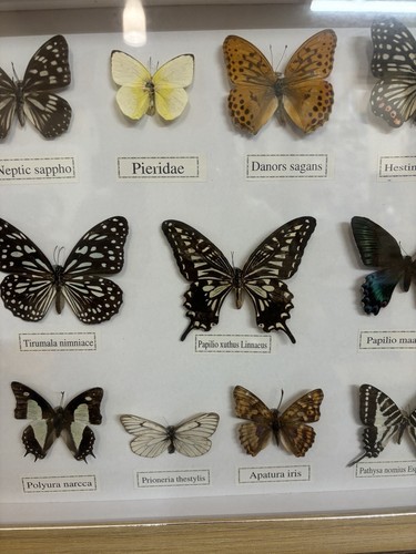 Stunning Collection of 14 Real Butterflies Taxidermy In Wooden Framed Display - Picture 9 of 15