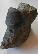 Auster Hexenkralle Gryphaea Jura , Lias (2397) Schau mal durch !