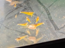 10 Yellow Opae Ula Halocaridina rubra / Hawaiian Red Shrimp 