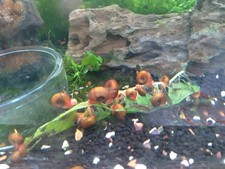 7 Live Red Ramshorn Snails - Aquarium/Pond Cleanup - Algae Eating