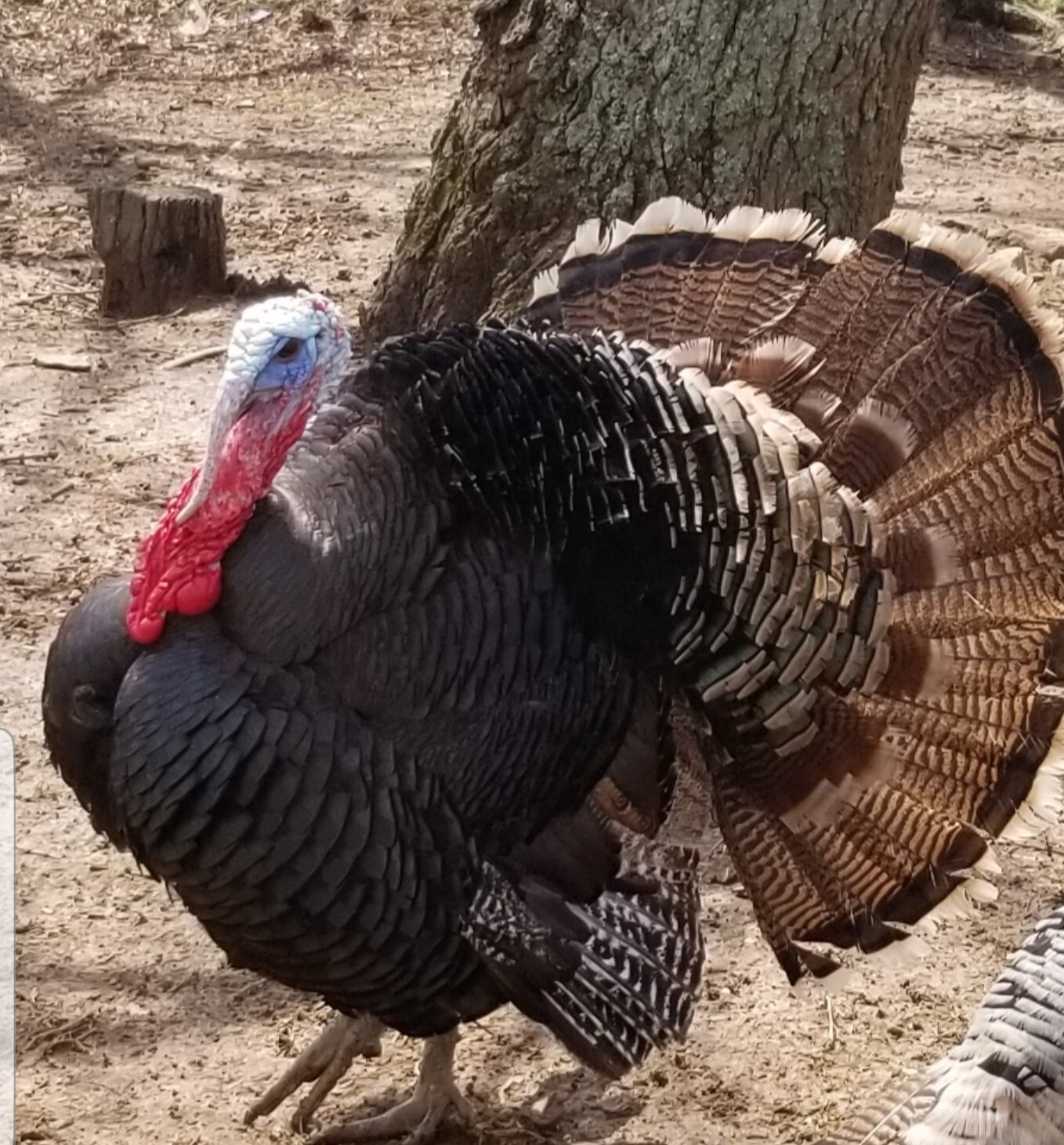 EASTERN WILD TURKEY HATCHING EGGS