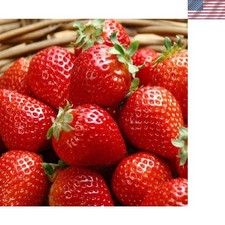 300PCS Giant Strawberry Seeds Everbearing Fragaria Fruit Seeds