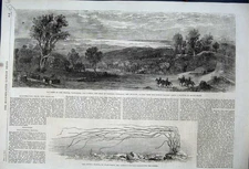 Old Antique Print 1862 Firth Thames Waitemata Tamaki New Zealand Zostera 19th