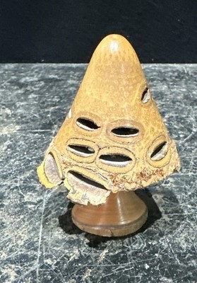 Vintage handgedrechselte Banksia Nuss Pilz Ornament Holzhandwerk Ref C15