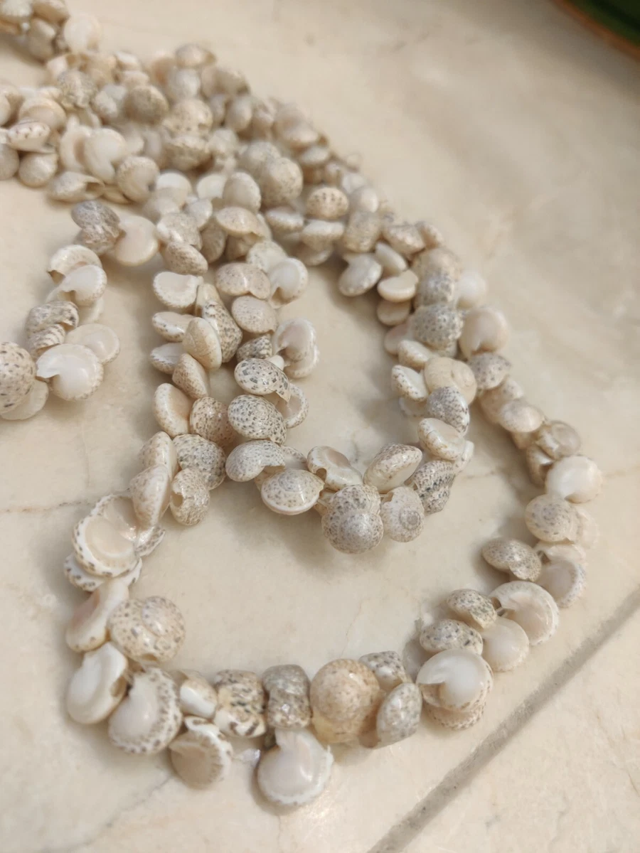 Tiny seashell shop necklace