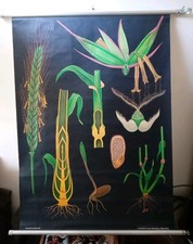 Vintage Botanical Natural History Poster, Picture Jung-Koch- Quentell. Original.